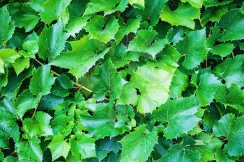 Bright green grape leaves. Nature background of grape leaves.