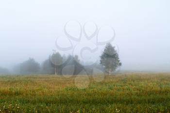 Misty morning in the countryside. Fog over a field. Silhouettes of trees. Foggy meadow. Space for text.