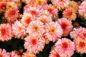 Beautiful pink chrysanthemum flowers blooming in garden. Many flowers as background. Selective focus.