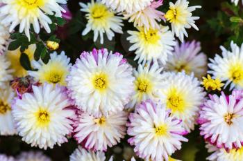 Many beautiful white chrysanthemum flowers. Floral background. Selective focus.