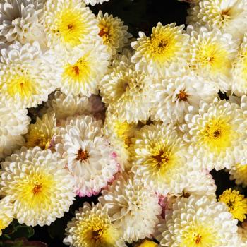 Close-up of beautiful yellow chrysanthemum flowers blooming in garden. Floral background.