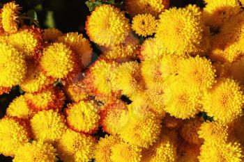 Bright yellow chrysanthemum flowers outdoors. Many flowers as background.