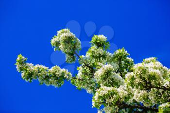 Tree in bloom. Blossoming tree branch with white flowers against a clear blue sky on a sunny spring day. Blooming tree. Spring flowering.