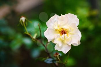 White rose flower on a blurred background of green foliage. Shallow depth of field. Selective focus.