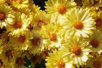 Beautiful yellow flowers as background. Floral background. Selective focus.