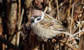Sparrow sits on a branch on a blurred background of dry bushes.