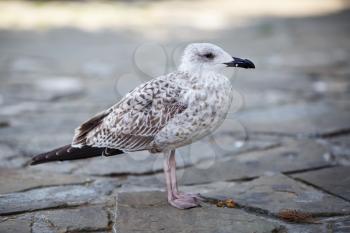 Gull stands on a stone pavement. Selective focus.