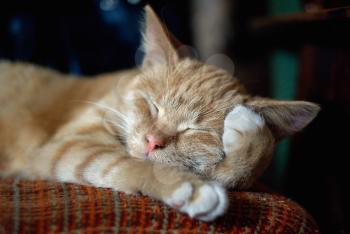 Sleeping cute ginger tabby cat. Selective focus.