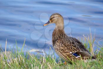 Female mallard duck on shore against blue water background. Selective focus.