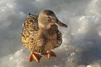 Brown female mallard duck stands on ice