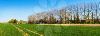 Field of green grass, road and trees. Rural landscape. Panoramic shot.