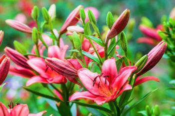 Red lily flowers and green leaves. Shallow depth of field. Selective focus.