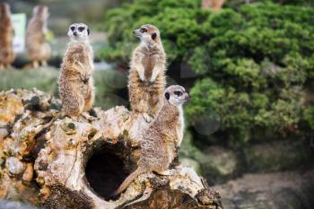 Family of meerkats standing guard. Suricate or meerkat. Selective focus.