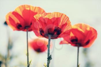 Red flowering poppies. Bright flowers. Vintage toned image