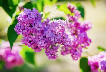 Purple lilac flowers in the garden. Selective focus.