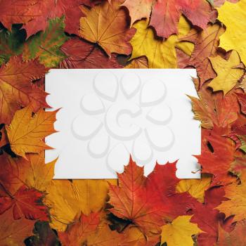 Blank paper and bright autumn maple leaves. Flat lay.
