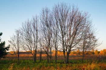 Rural autumn landscape. Dry trees on sky background.