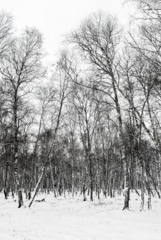 Winter landscape with birch trees. Trunks of birches in snowy forest.