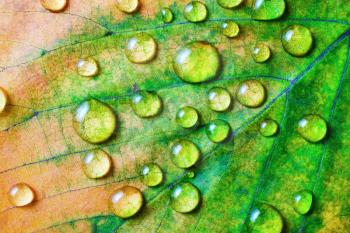 Bright green autumn leaf with water droplets. Macro photography. Flat lay.