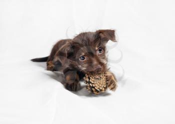 Little brown puppy dog nibbles pine cone.