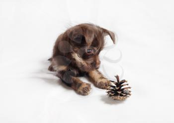 Cute brown puppy dog and pine cone.