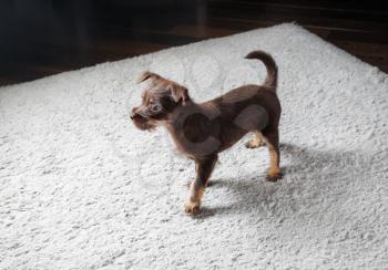 Cute brown puppy dog standing on the carpet.
