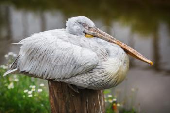 Large white pelican resting on a stump in the park.