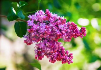 Purple lilac blooms. Branch of blossoming lilac. Shallow depth of field. Selective focus.