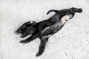 Black puppy male lies on a soft light gray carpet. Little dog resting.