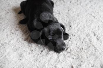 Little black dog lies on light gray carpet. Black puppy resting. Selective focus.