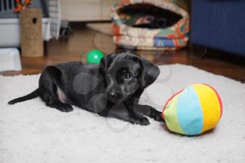 Black puppy resting on light gray carpet. Little dog with colored ball. Selective focus.