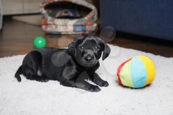 Little dog resting on light gray carpet. Black puppy with colored ball. Selective focus.