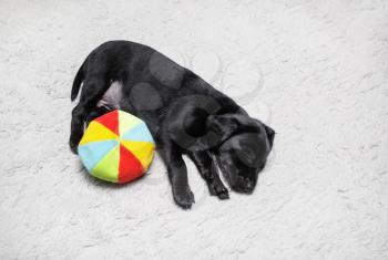 Puppy sleeps with colored ball on light gray carpet. Little black dog resting. Selective focus.