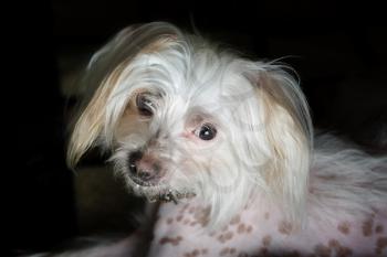 Portrait of chinese crested dog female. Selective focus.