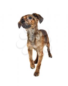 Cute brown puppy dog standing. Isolated on white background.