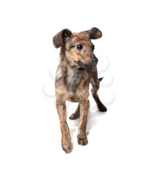 Brown puppy dog standing. Isolated on white background.