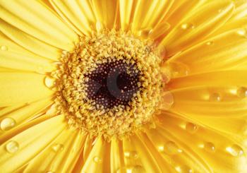 Yellow gerbera and dew. Flower with water drops. Selective focus.