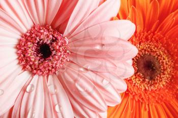 Pink and orange gerbera flowers with water drops. Shallow depth of field. Selective focus.