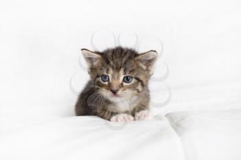 Cute tabby kitten on white sheet background.