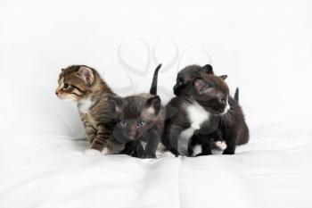 Little cute kittens on white sheet background.
