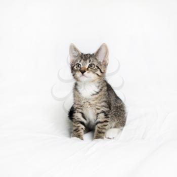 Cute tabby kitten cat sitting on white sheet background.