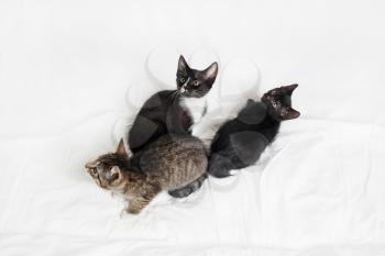 Three cute cats sitting on white sheet background.