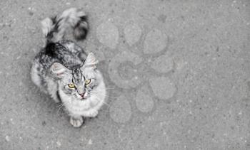 Grey tabby cat on asphalt background. Animal looking at the camera. Shallow depth of field. Selective focus.