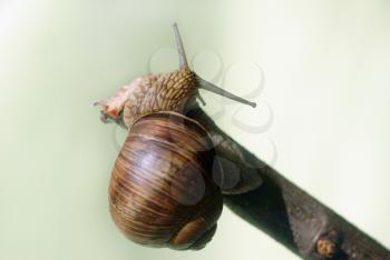 Snail crawling on a branch. Shallow depth of field.