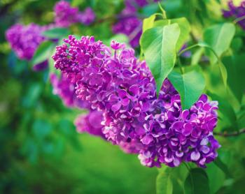 Blooming purple lilac flowers. Lilacs in nature.