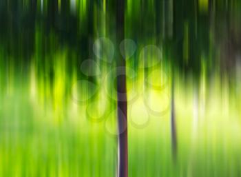 Summer tree in motion blur background