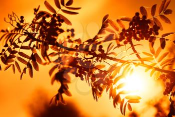 Sunset ashberry in direct sunlight background hd