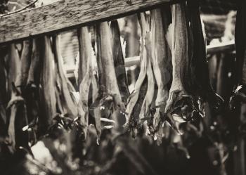 Norwegian dried fish on dryer sepia background hd