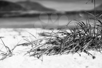 Black and white grass on sand beach background hd