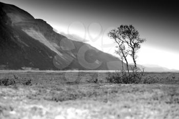 Dramatic black and white lonely tree background hd